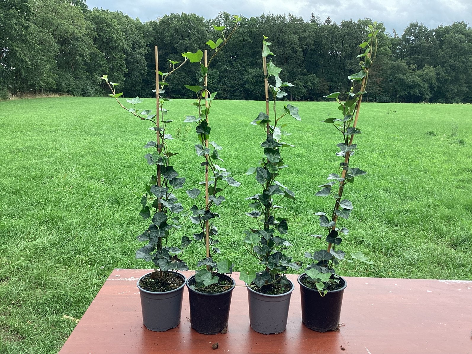 Klimop hedera  -  div lengtes, Ophalen, Overige soorten, 100 tot 250 cm