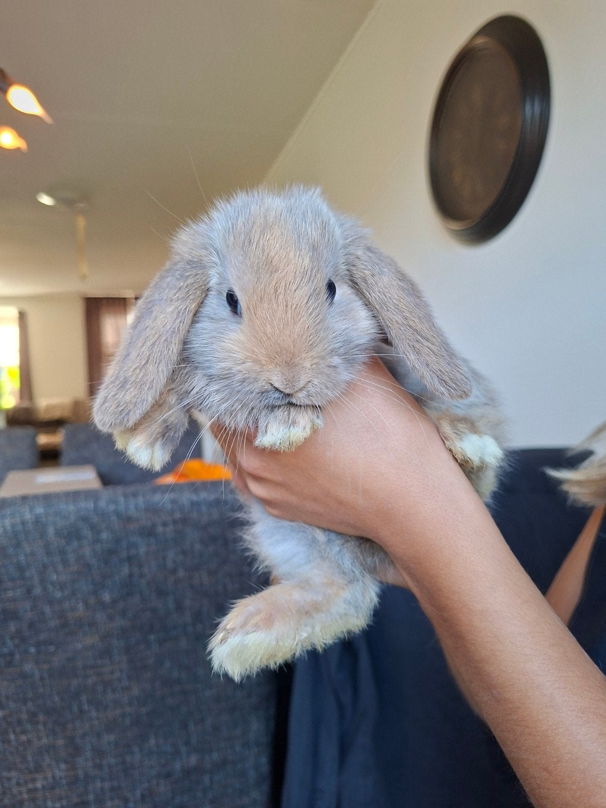 prachtige lieve baby konijntjes hangoor, Geslacht onbekend, Dwerg, Hangoor