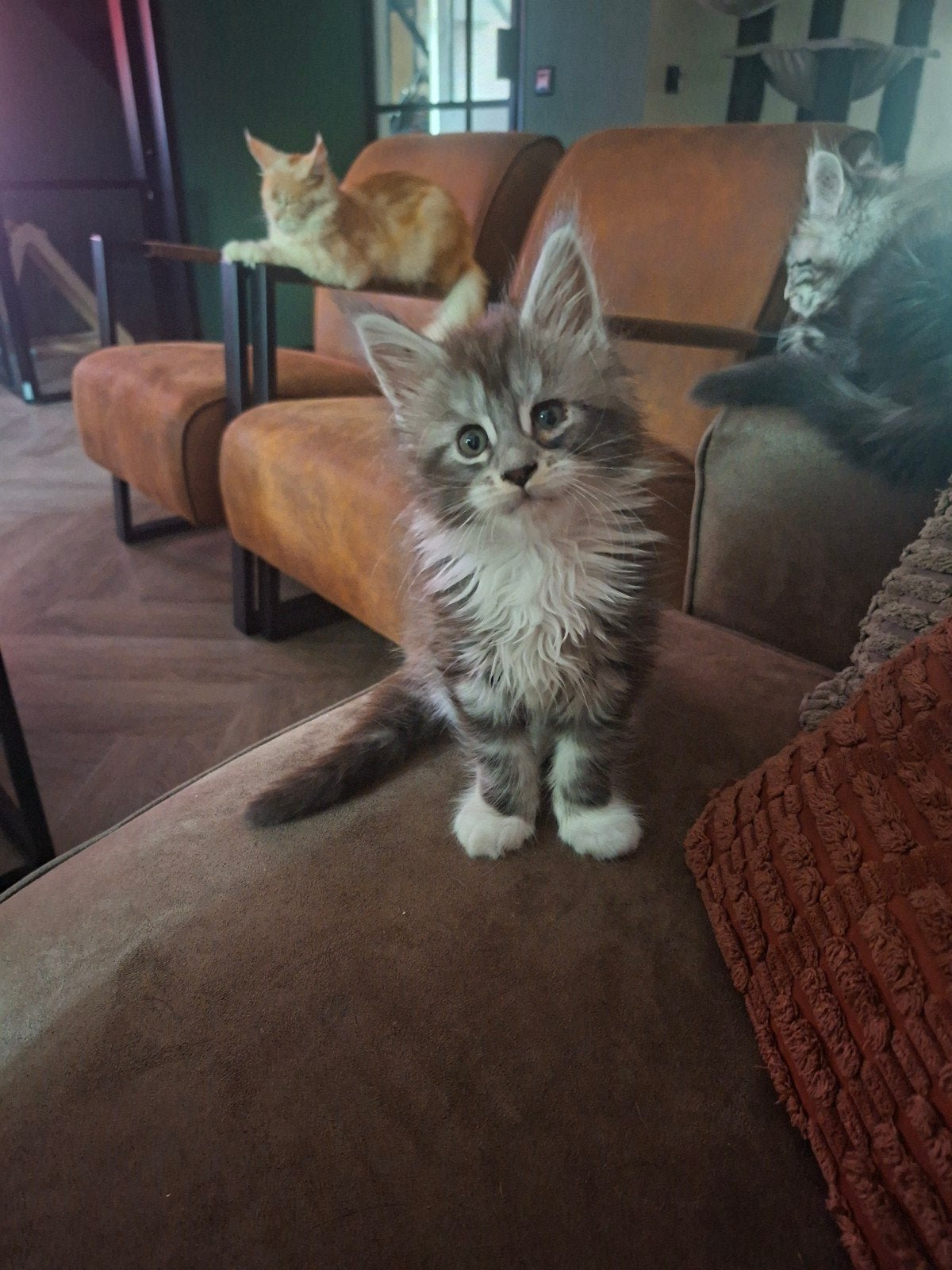Maine coon kittens, Dieren en Toebehoren, Poes, Gechipt, 0 tot 2 jaar