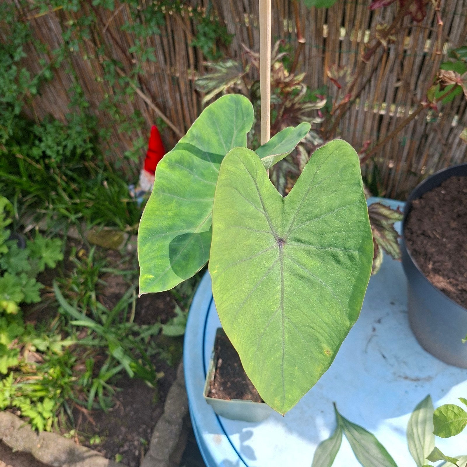 Taro, Colocasia esculenta, olifantsoor, Tuin en Terras, Planten | Tuinplanten, Ophalen, Overige soorten, Volle zon
