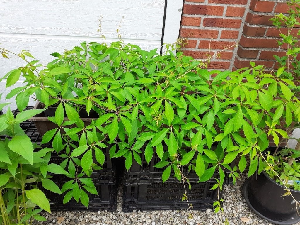 Klimplant wilde wingerd, Tuin en Terras, Ophalen, Vaste plant, Klimplanten, Halfschaduw