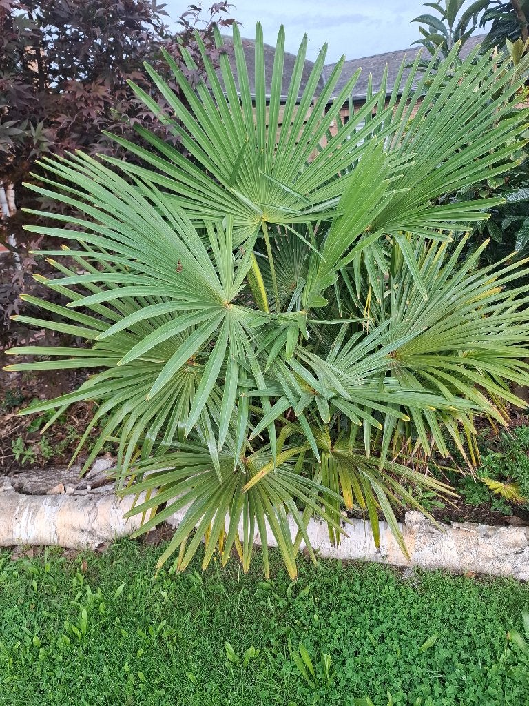 palmboom winterhard 3stuks, Tuin en Terras, 100 tot 250 cm, Zomer, Palmboom, Ophalen