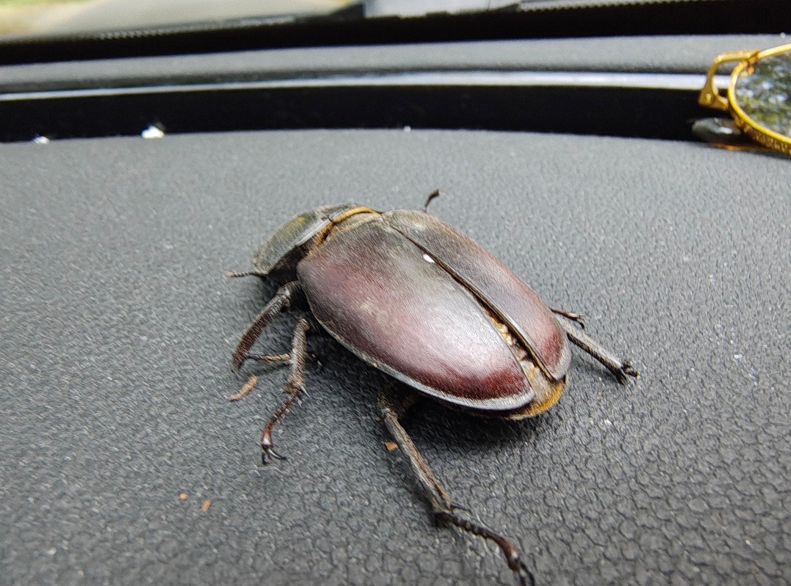 Vliegend hert (25-07-2026), Ophalen of Verzenden, Insect, Overige typen
