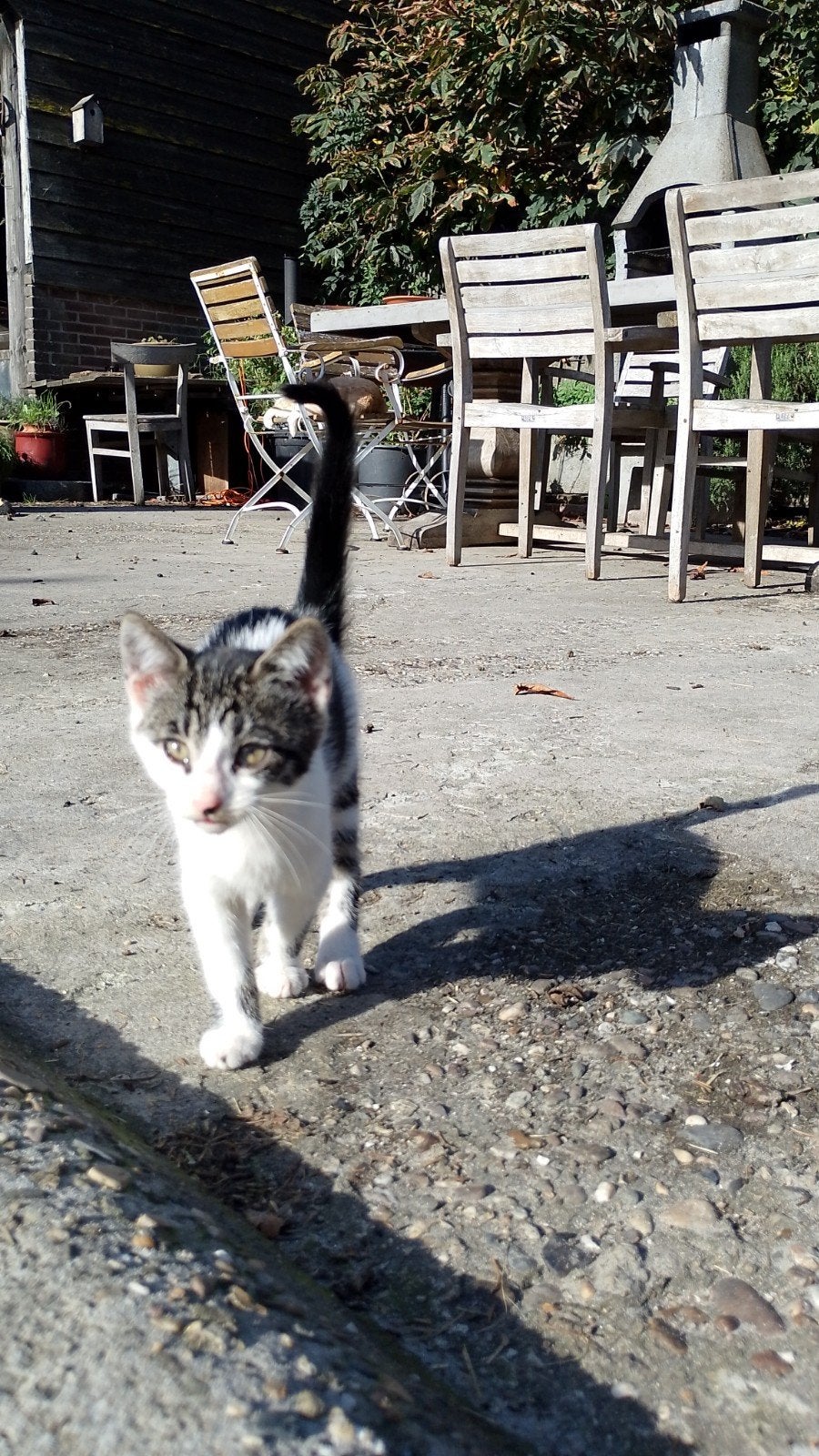 Super lieve kittens poesje cypers zwart wit, Poes, Kortharig, 0 tot 2 jaar