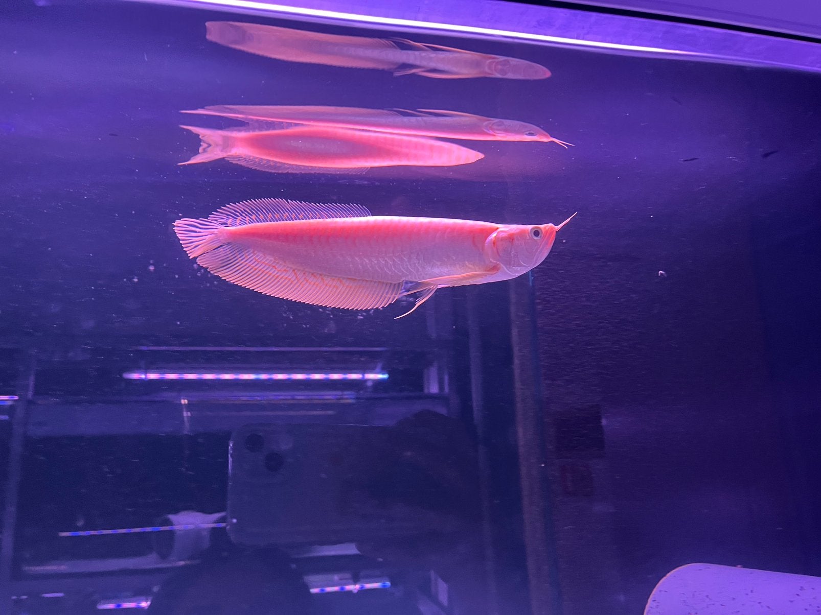 Arowana albino, Dieren en Toebehoren, Karper of Koi