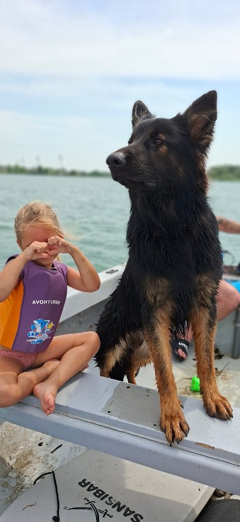 Onze herder zoekt een nieuw baasje, Dieren en Toebehoren, Honden | Herdershonden en Veedrijvers, 15 weken tot 1 jaar, Reu, Eén hond