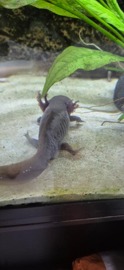 Axolotls, Dieren en Toebehoren, Amfibie, Tam, 0 tot 2 jaar