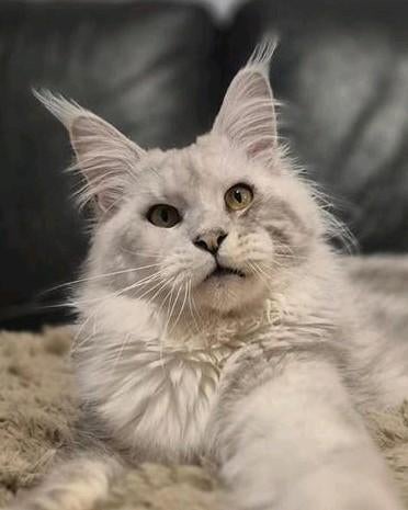 Black silver shaded maine coon dekkater met stamboom,rusland, Dieren en Toebehoren, Katten en Kittens | Raskatten | Langhaar, Kater