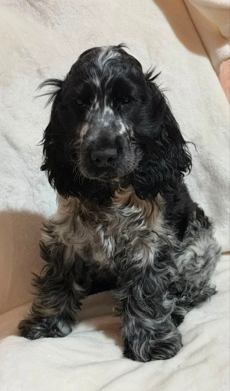 Cocker spaniel pup, Dieren en Toebehoren, 15 weken tot 1 jaar, Reu, Parvo, Eén hond