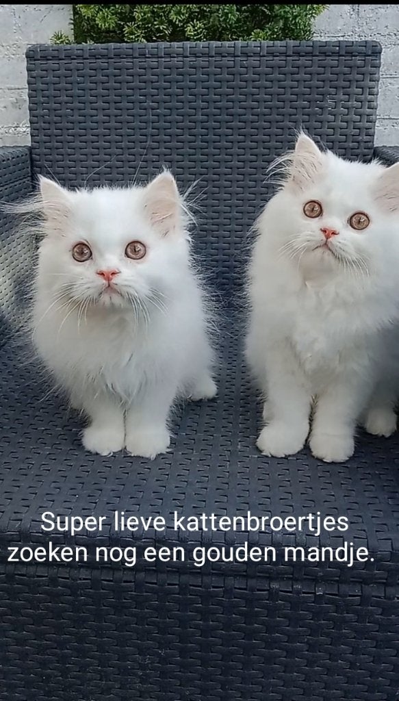 Prachtige Witte Perzische Kittens (Langhaar) – Broertjes, Meerdere dieren, Gechipt, 0 tot 2 jaar