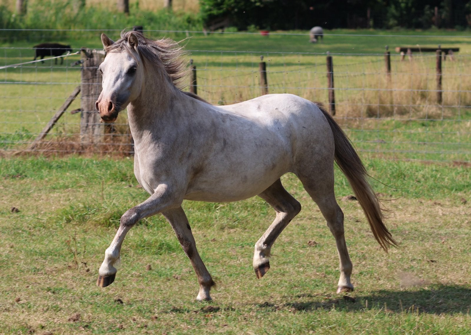 Kwaliteitsvolle 3 jr Welsh A merrie, Dieren en Toebehoren, Pony's, Merrie, Met stamboom, Niet van toepassing, 3 tot 6 jaar