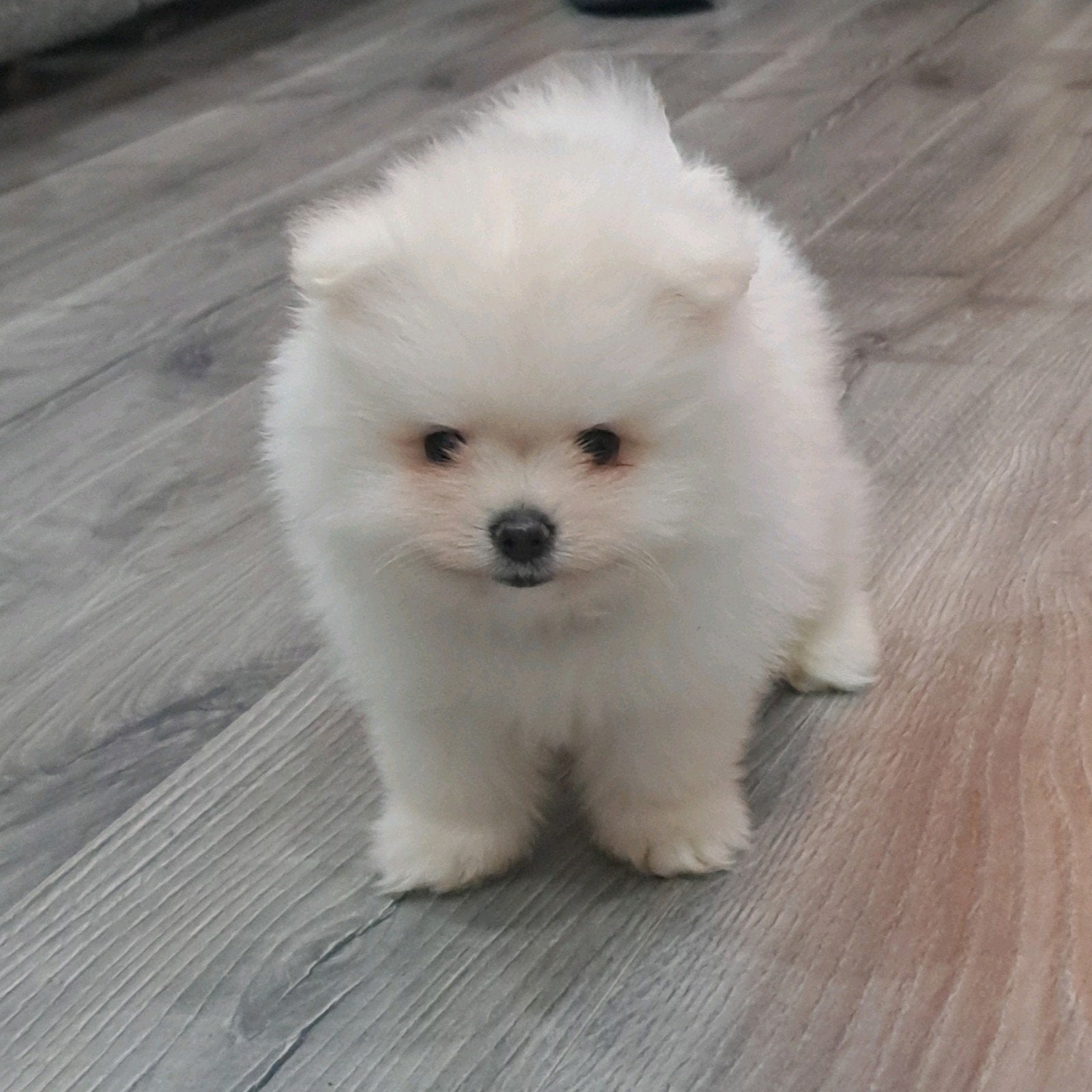 Pomeriaan pups, Dieren en Toebehoren, Overige rassen, Teef, Eén hond, Nederland