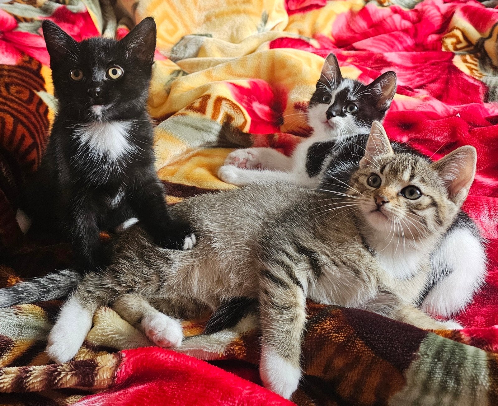 Lieve kittens zoeken een liefdevol thuis! ️, Dieren en Toebehoren, Meerdere dieren