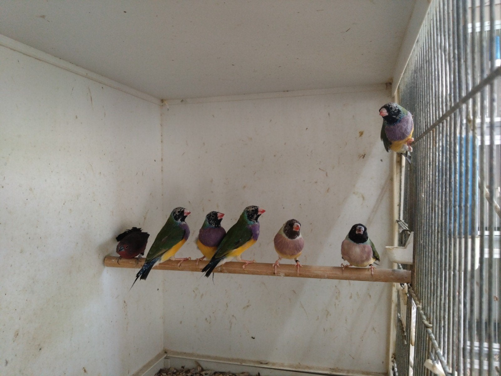 gould amadines, Dieren en Toebehoren, Meerdere dieren, Geringd