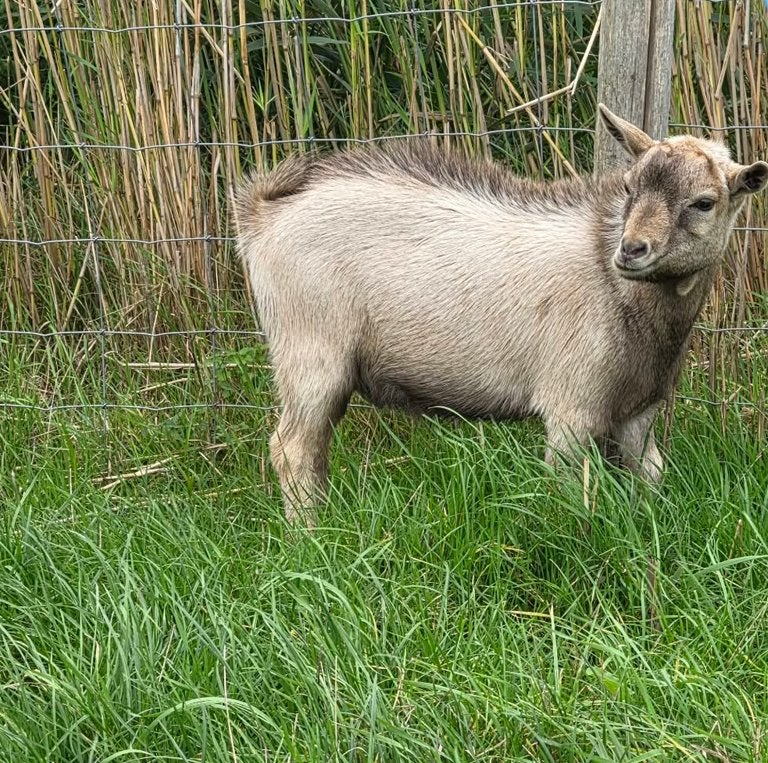 Mooie camelkleurige, hoornloze bok te koop, Dieren en Toebehoren, Mannelijk, Geit, 0 tot 2 jaar