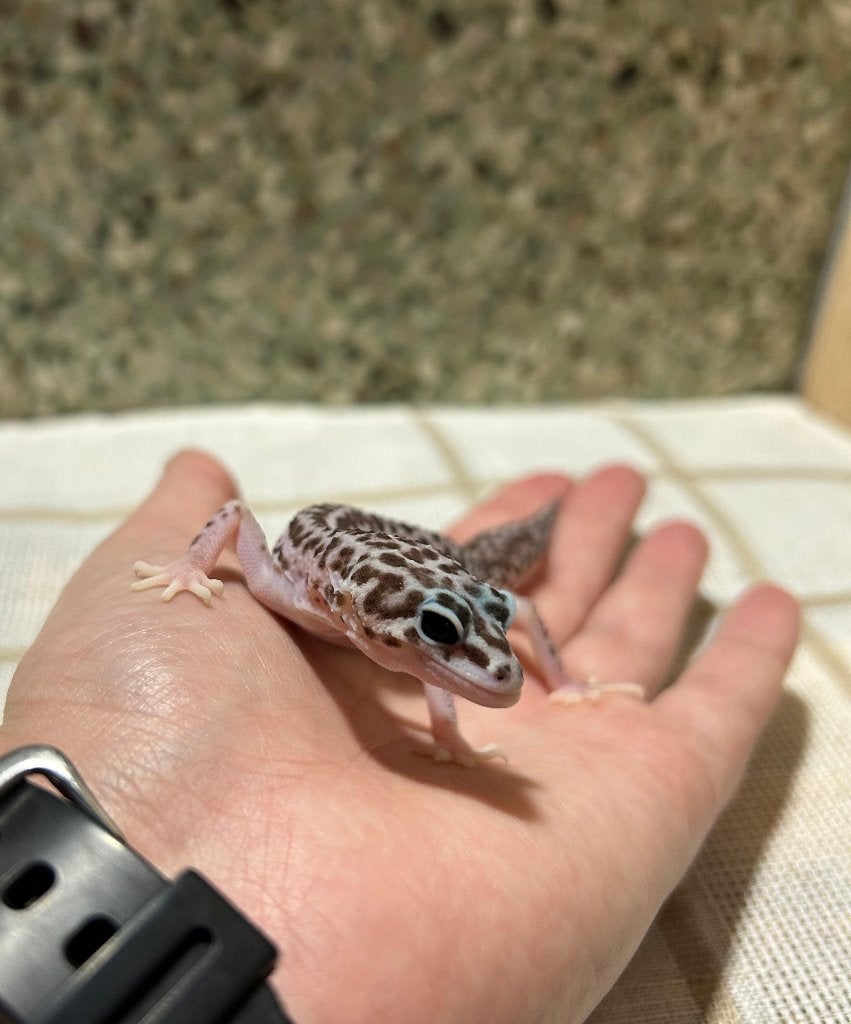 Luipaardgekko - 0.0.1 Leopard Gecko photo 5