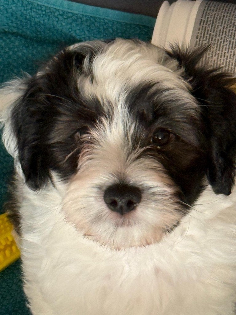 Maltezer X Poedel pups, Dieren en Toebehoren, Honden | Chihuahua's en Gezelschapshonden, Parvo, Maltezer, 8 tot 15 weken, Meerdere
