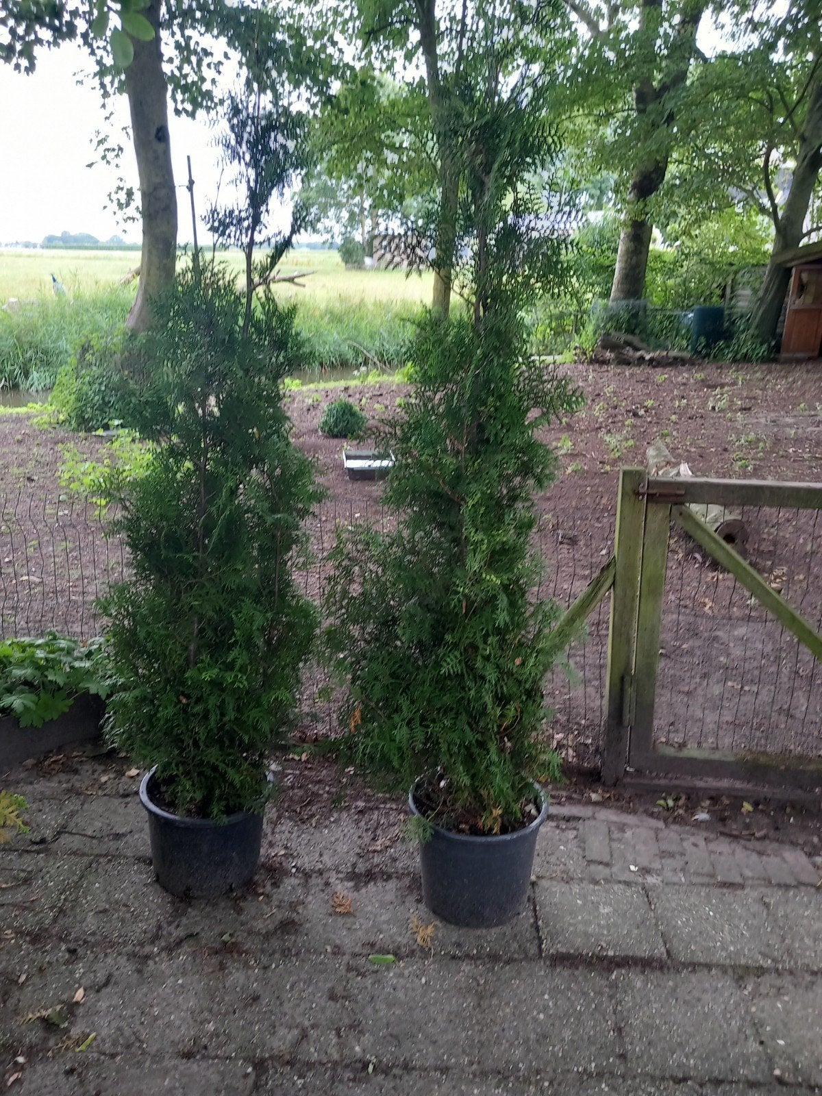 Thuya brabant, Ophalen, Bloeit niet, Overige soorten, Volle zon