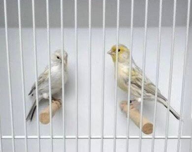 Gezocht koppels geel/agaat/opaal mozaiek, Meerdere dieren, Kleurkanarie