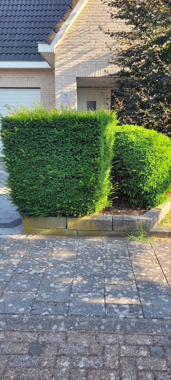 Taxus en bol den (bolden) gratis., Tuin en Terras, Ophalen, Taxus, 100 tot 250 cm