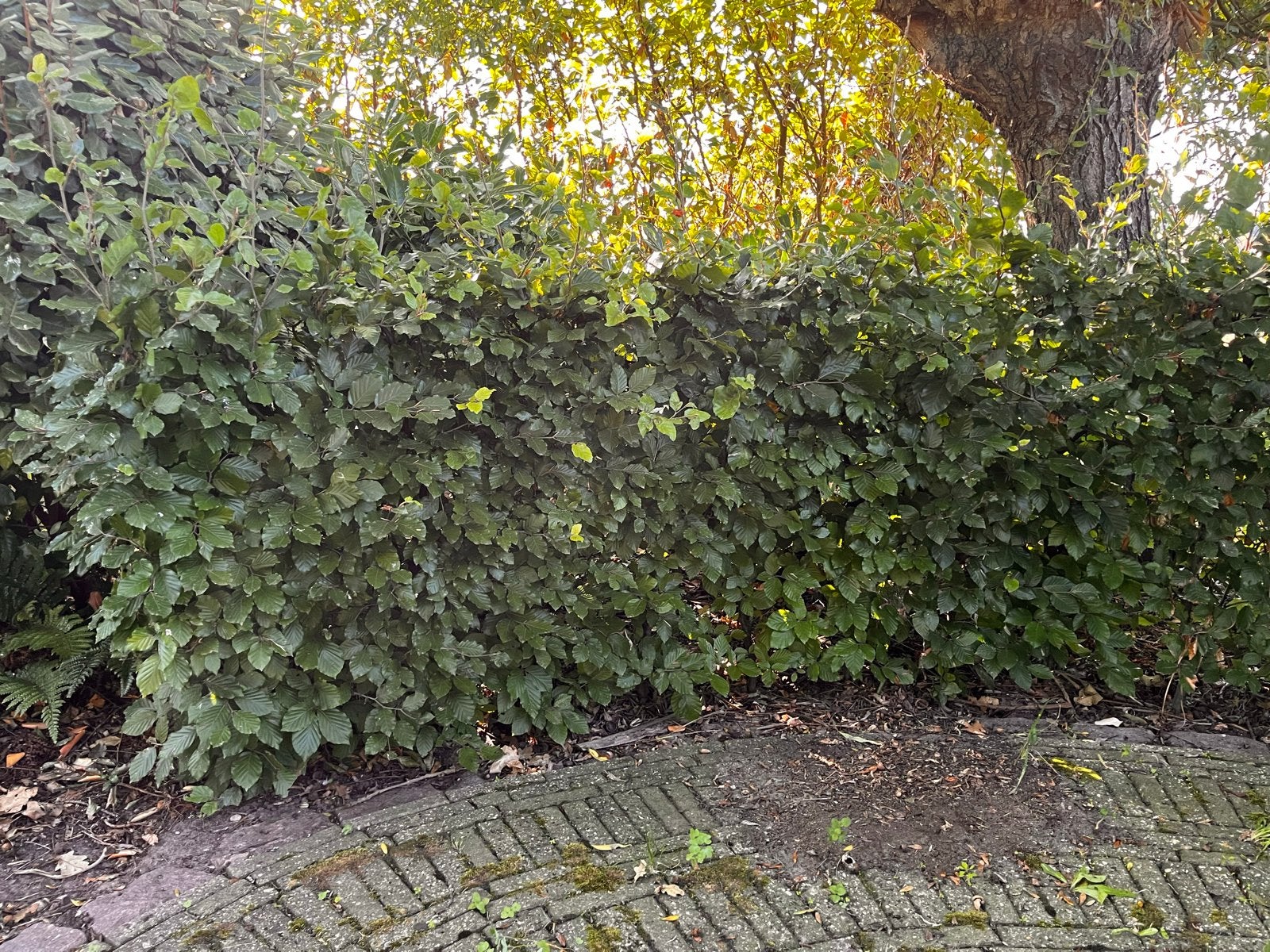 Beukenhaag - Mooie en volle haagplanten, Ophalen, Beukenhaag, Haag, 100 tot 250 cm