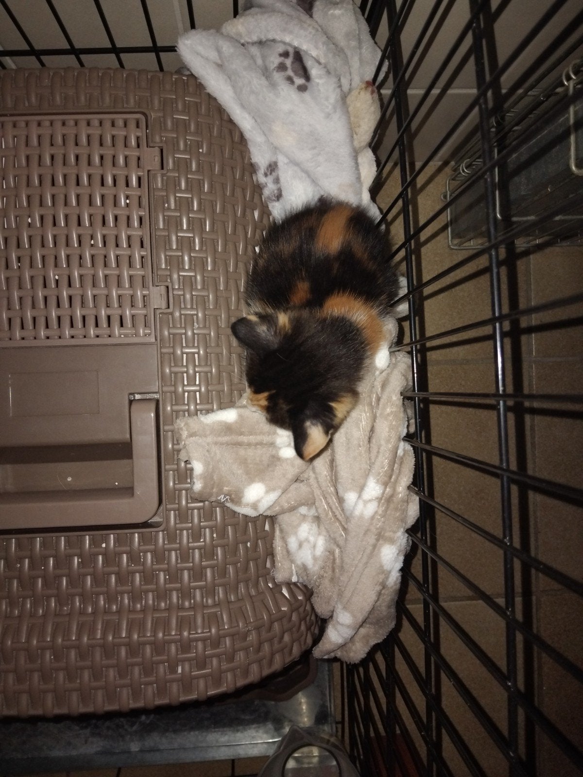 Lieve kittens zoeken een nieuwe zorgzaam huisje, Meerdere dieren