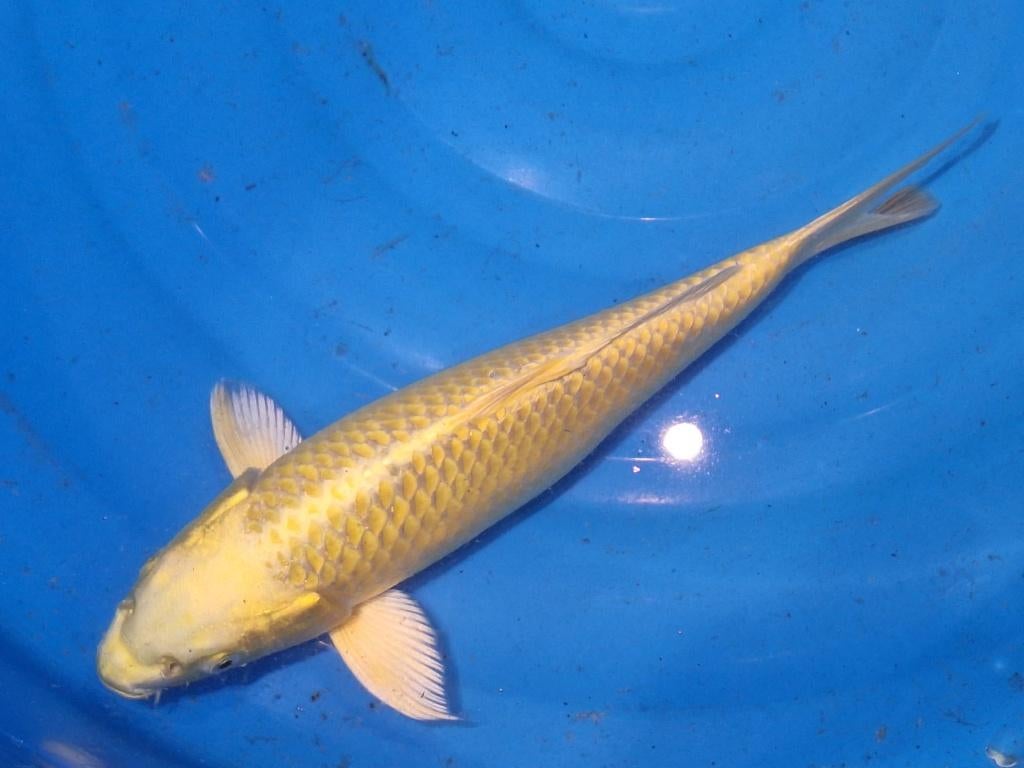 koi prachtige schone yamabukki, Karper of Koi
