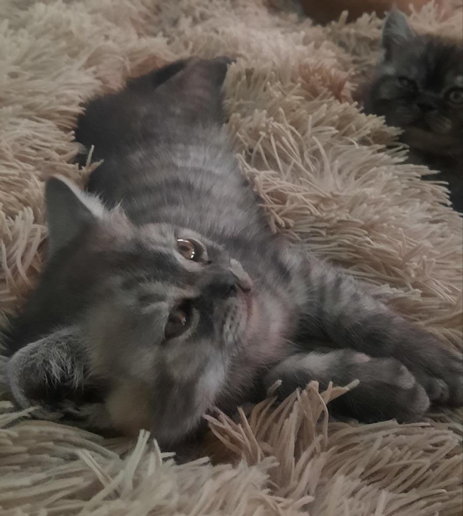 Prachtige britse korthaar kittens!!, Meerdere dieren, Ontwormd