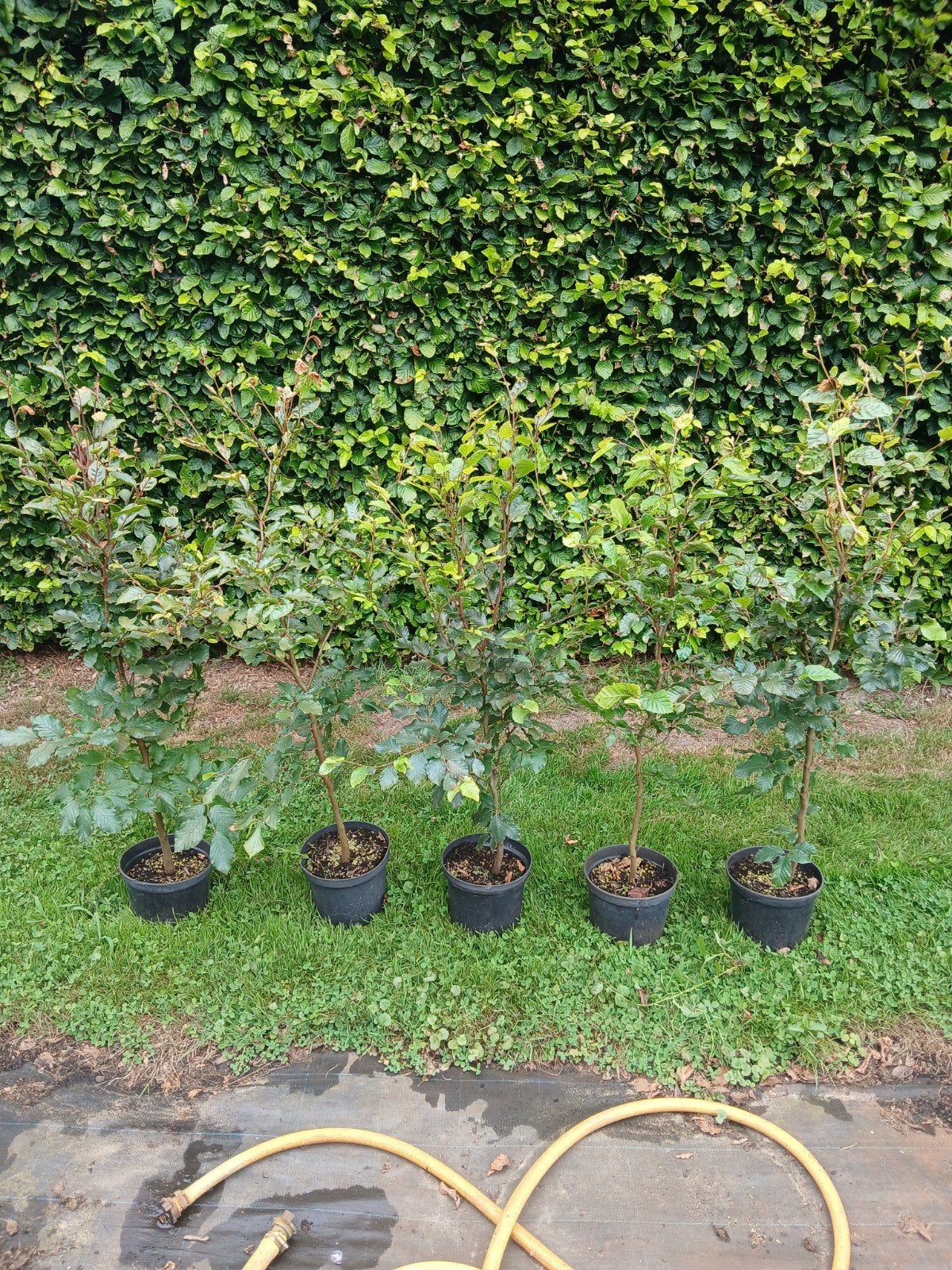 Beuken in pot, Tuin en Terras, Planten | Struiken en Hagen, Ophalen, Beukenhaag, Haag, 100 tot 250 cm