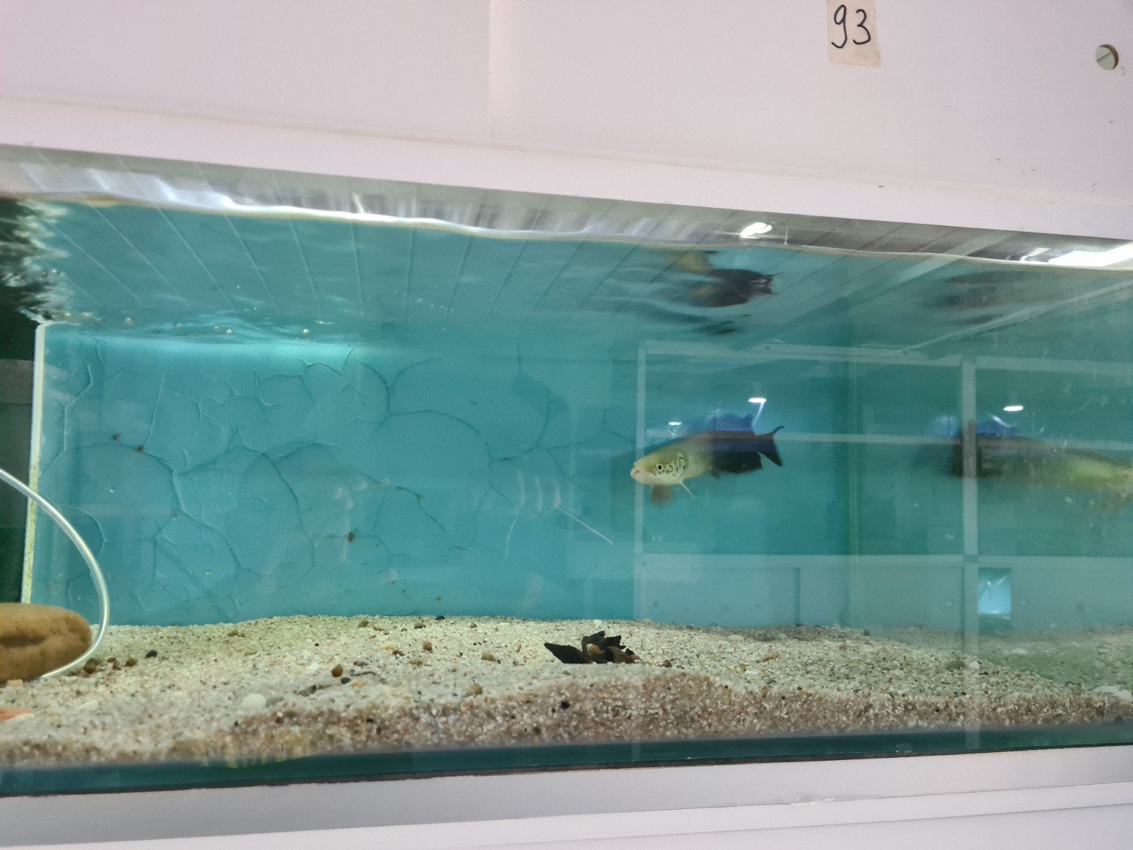 Arapaima Gigas, Pirarucu, Vis, Zoetwatervis