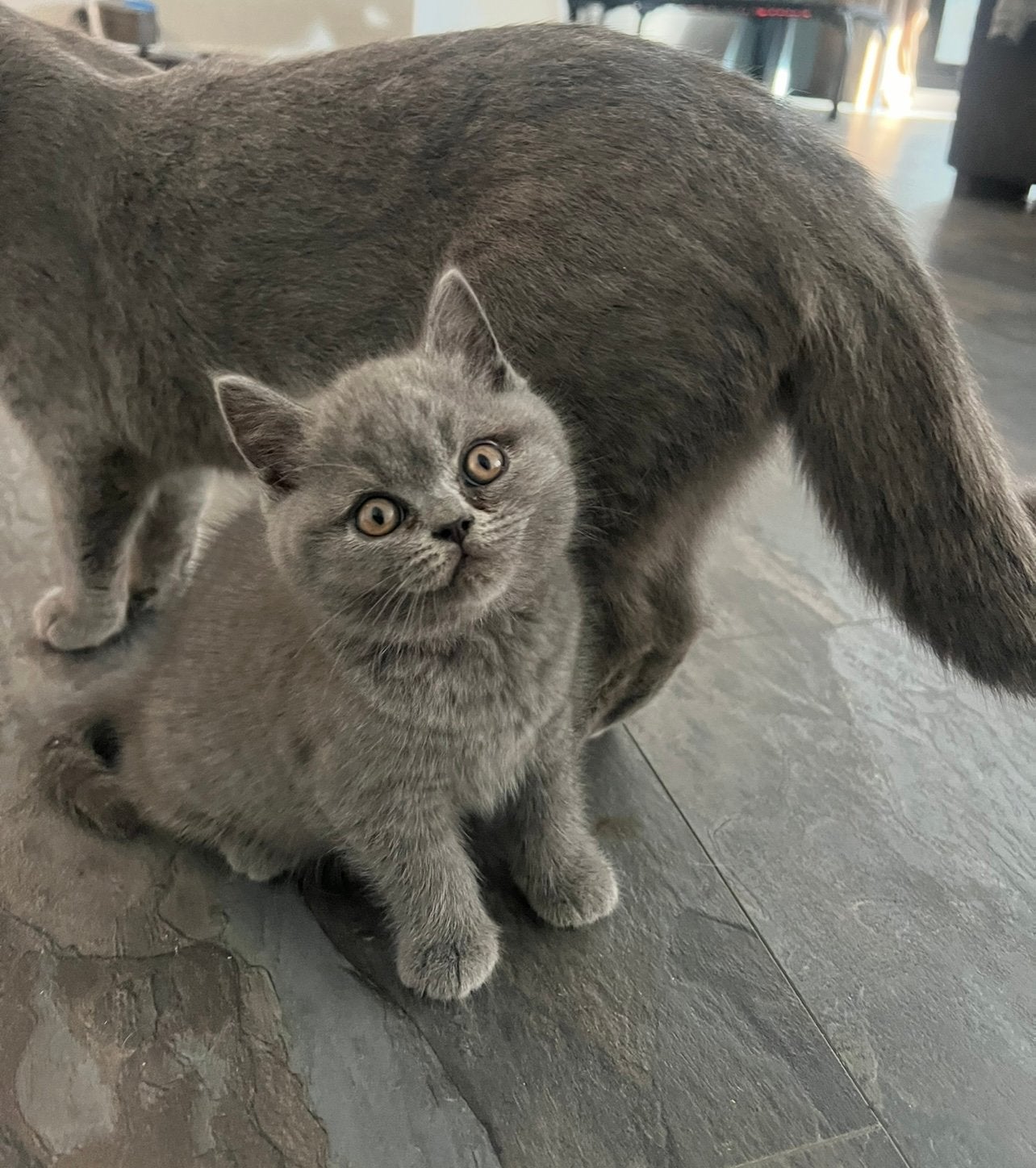 raszuivere Britse korthaar kittens blauw, Dieren en Toebehoren, Meerdere dieren, Ontwormd, 0 tot 2 jaar