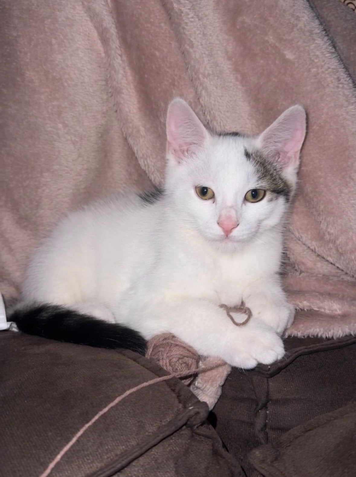 Kater te koop, Kater, Kortharig, 0 tot 2 jaar