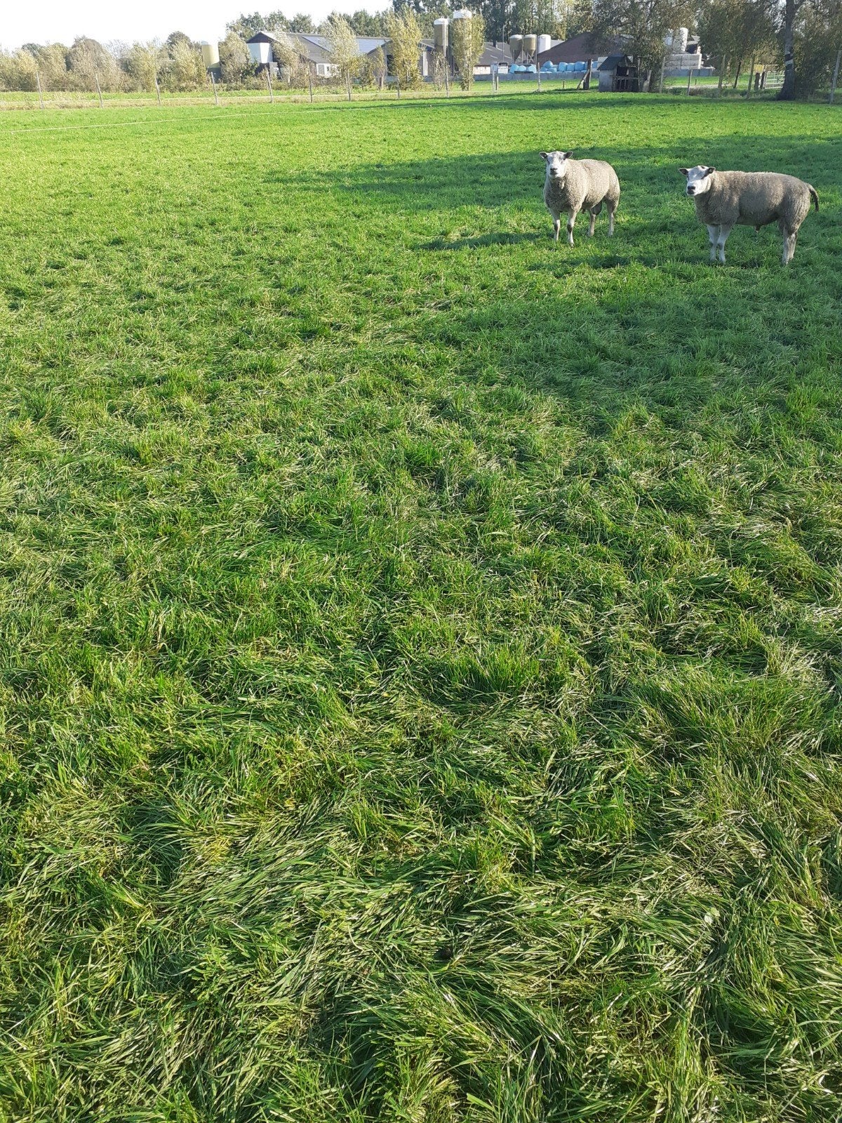 schapen ram overjarige dekram, Dieren en Toebehoren, Mannelijk, Schaap