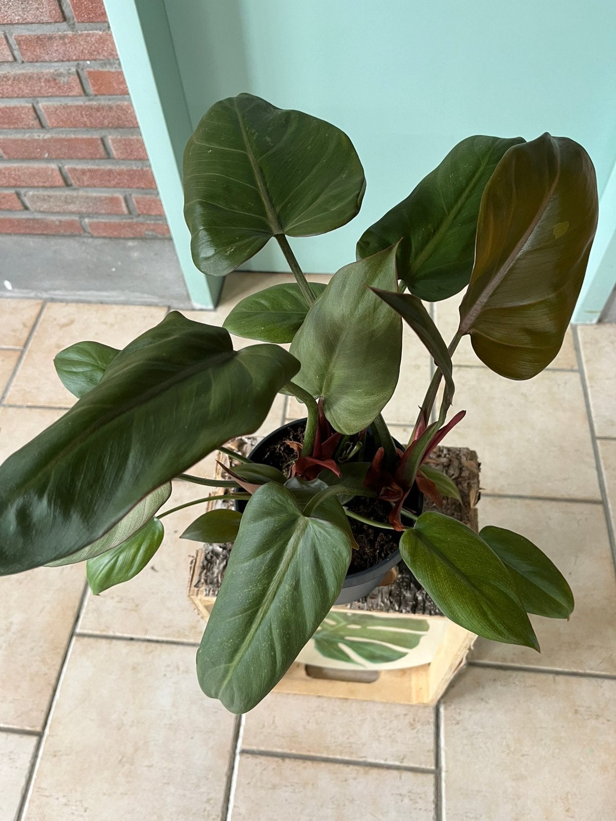 Philodendron erubeskens ‘ Red Emerald’, Huis en Inrichting, Kamerplanten, Ophalen of Verzenden, Halfschaduw, Minder dan 100 cm