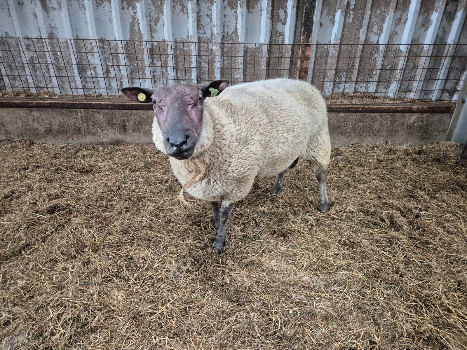 Beste Bleu du Maine dekram, Dieren en Toebehoren