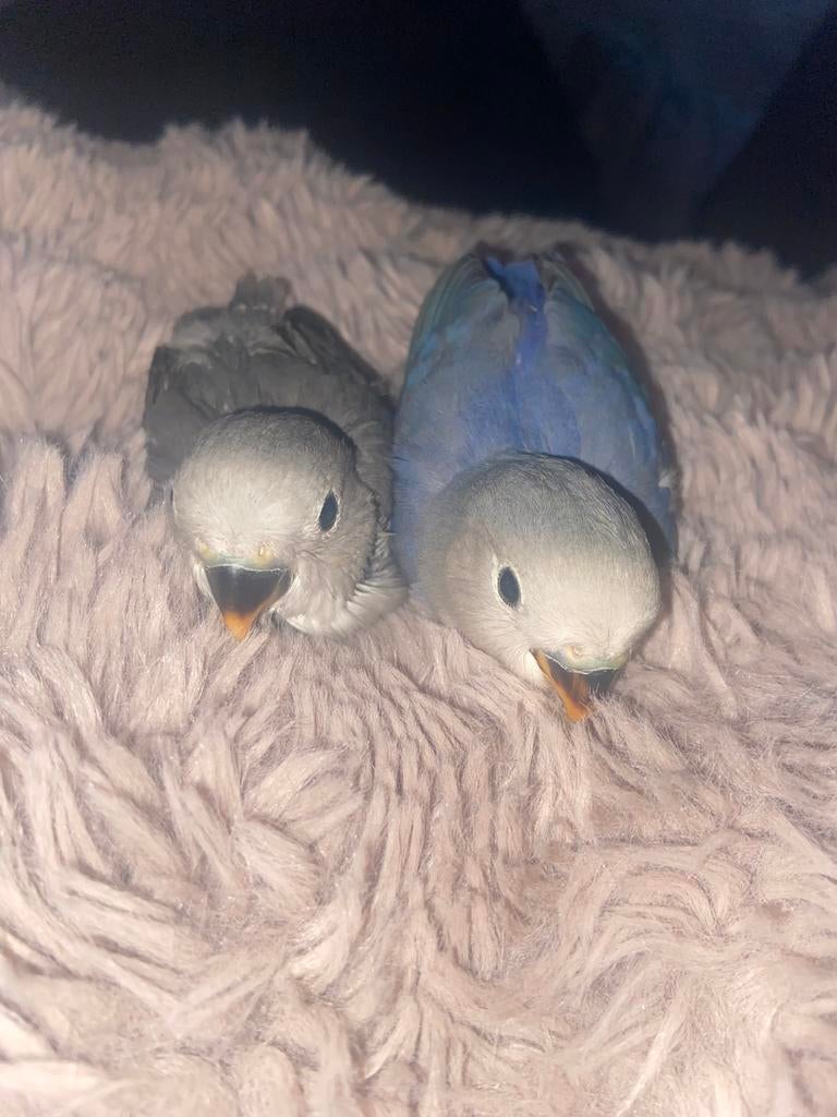 Agapornis kuikens te koop, Dieren en Toebehoren, Vogels | Parkieten en Papegaaien, Geslacht onbekend, Dwergpapegaai of Agapornis