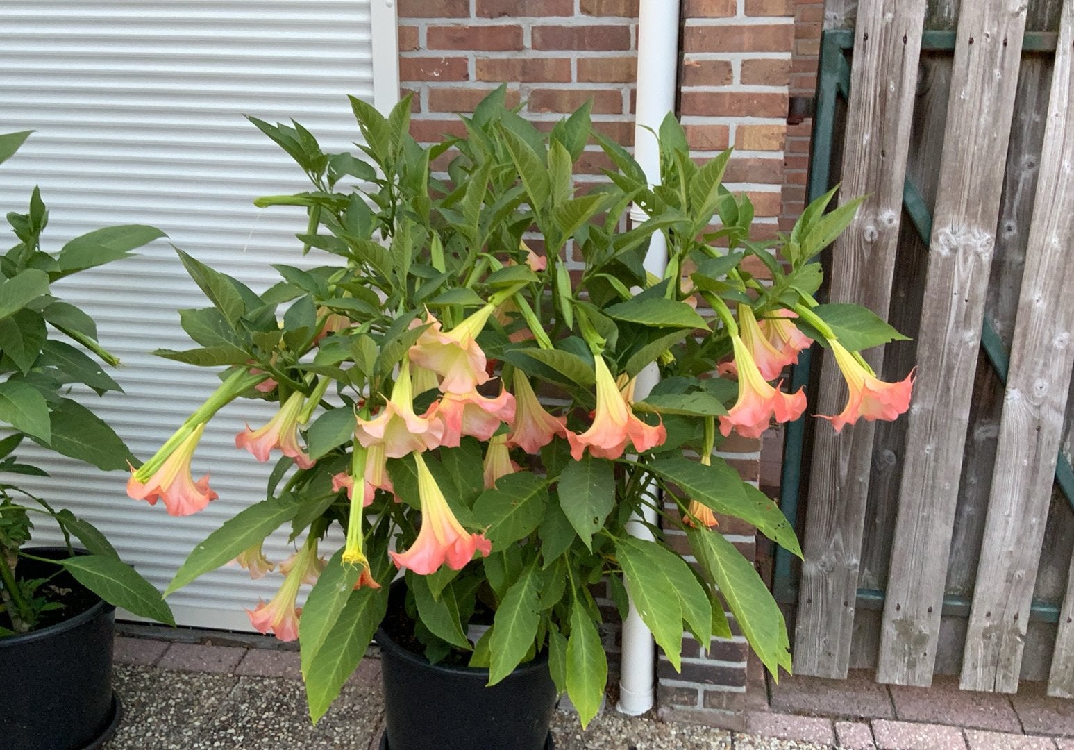 Prachtige Brugmansia (Engelentrompet) - Roze, Tuin en Terras, Planten | Tuinplanten, Volle zon, Vaste plant, Zomer, Ophalen