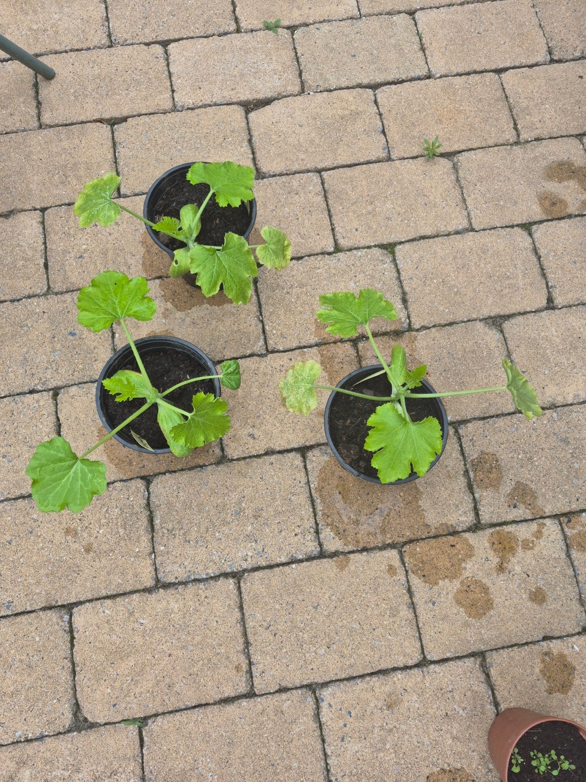 Courgette plantjes, Tuin en Terras, Ophalen, Eenjarig, Groenteplanten, Volle zon