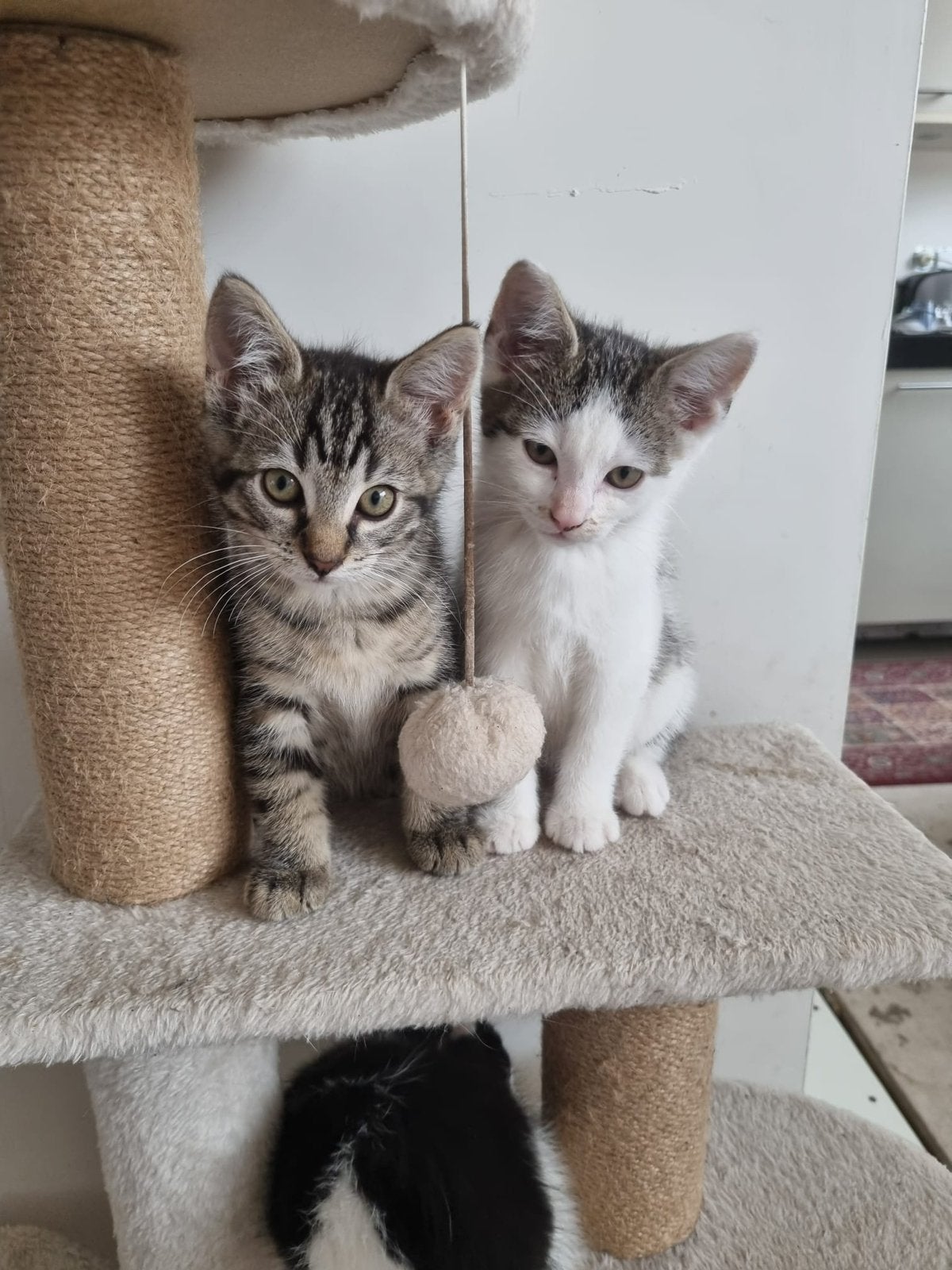 Kittens, Meerdere dieren