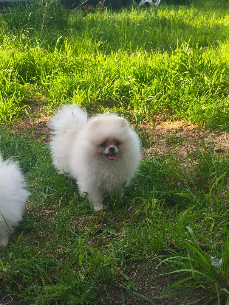 Pommerian pups, Particulier, Keeshond, Reu, 8 tot 15 weken