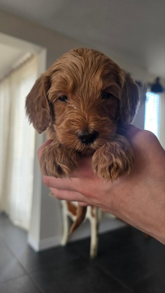 Labradoodle pups medium, Overige rassen, 8 tot 15 weken, Meerdere, Meerdere dieren
