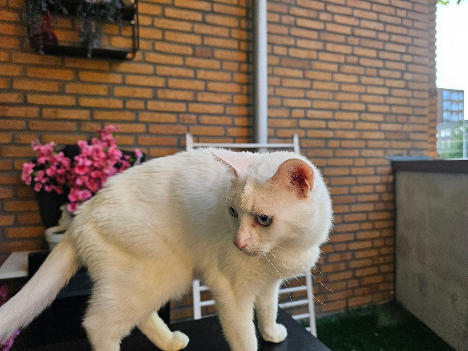Gratis mooie poes, Poes