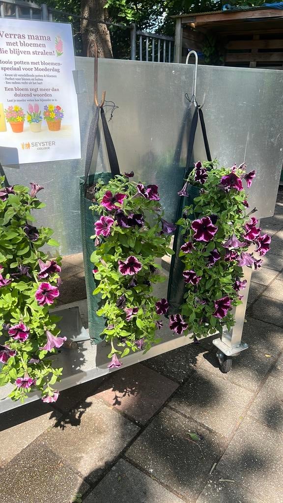 Plantenmarkt!, Tuin en Terras, Volle zon, Eenjarig, Zomer, Ophalen