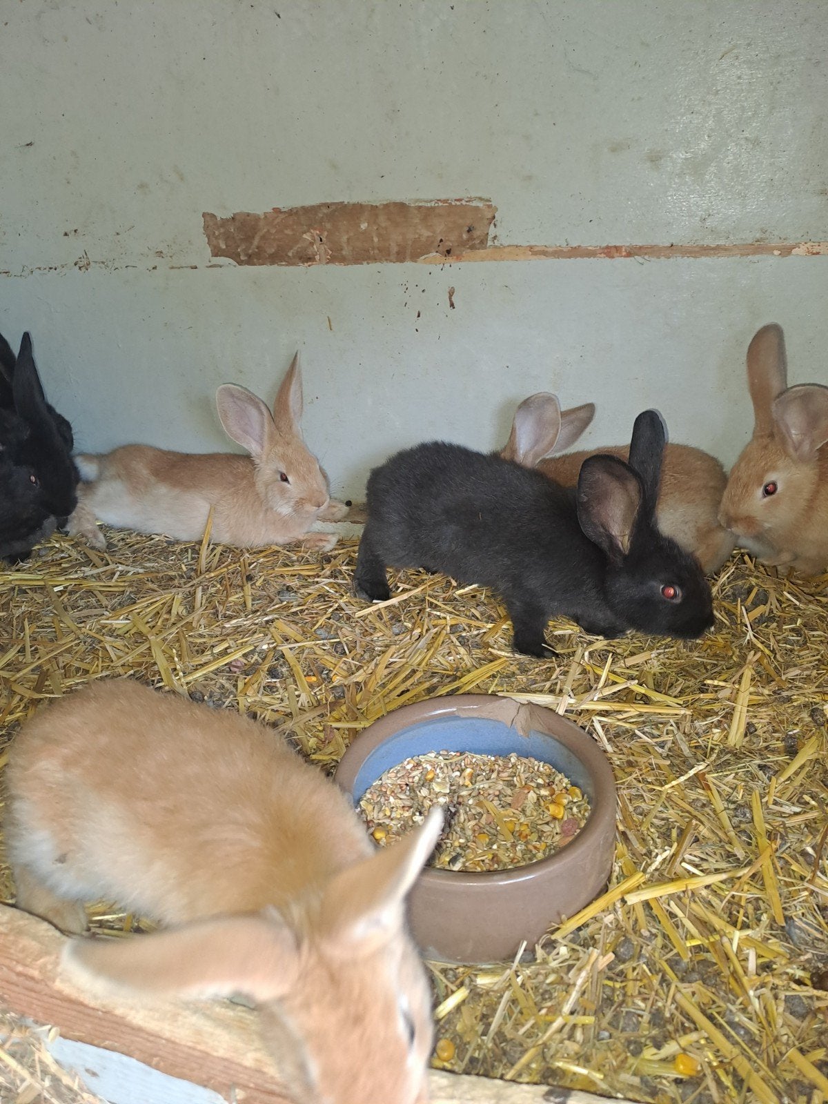 Jonge konijnen, Dieren en Toebehoren, Konijnen