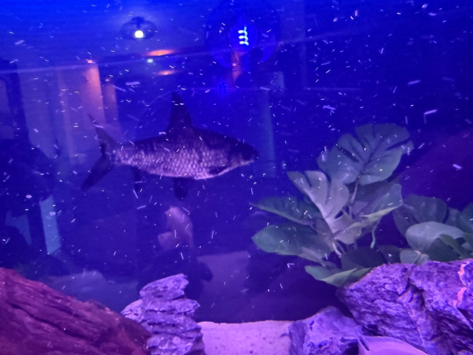 Mooie Balashark / Haaienvinbarbeel (Balantiocheilos), Vis