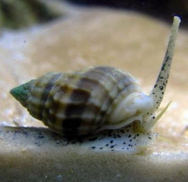 Nassarius vibex slakjes, Vis