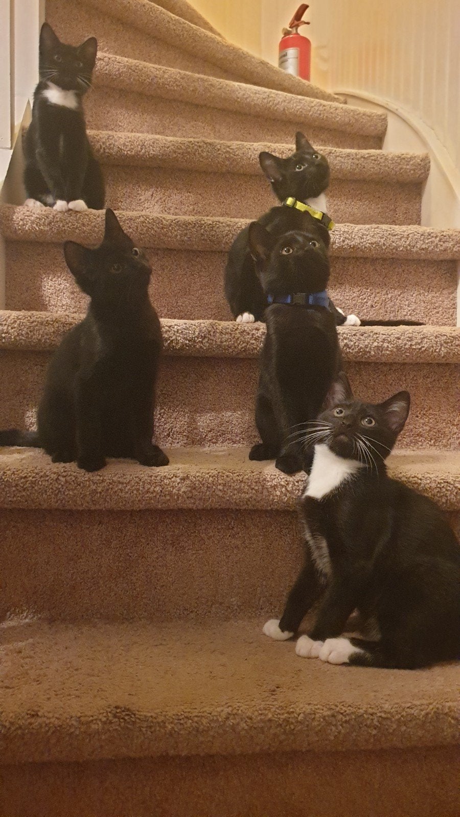 lieve kittens, Meerdere dieren