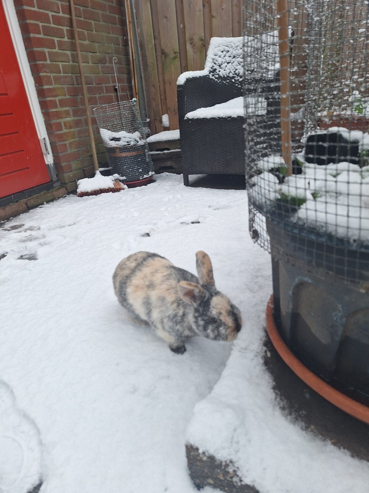 te koop konijnen ram, Dieren en Toebehoren, Mannelijk, Mei, Overige typen, Tam