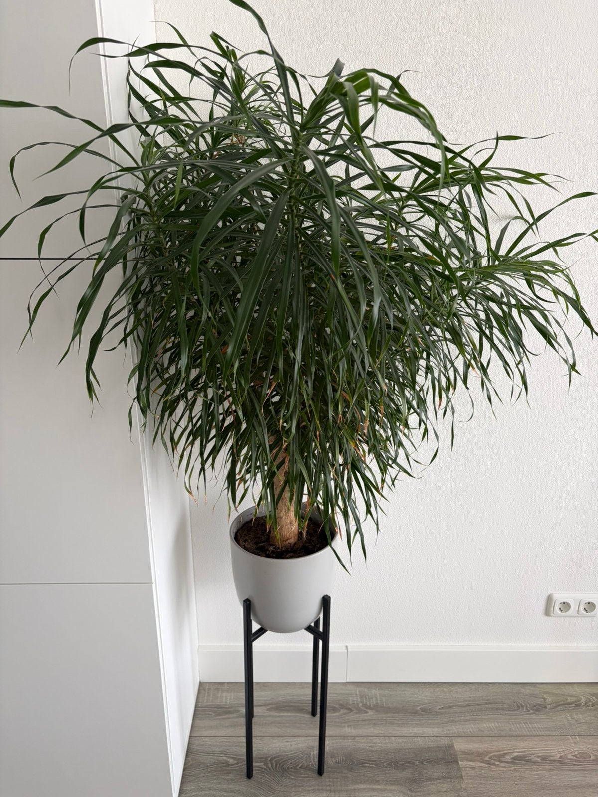 Grote Dracaena Reflexa met pot en standaard, Ophalen, Overige soorten, Halfschaduw, In pot