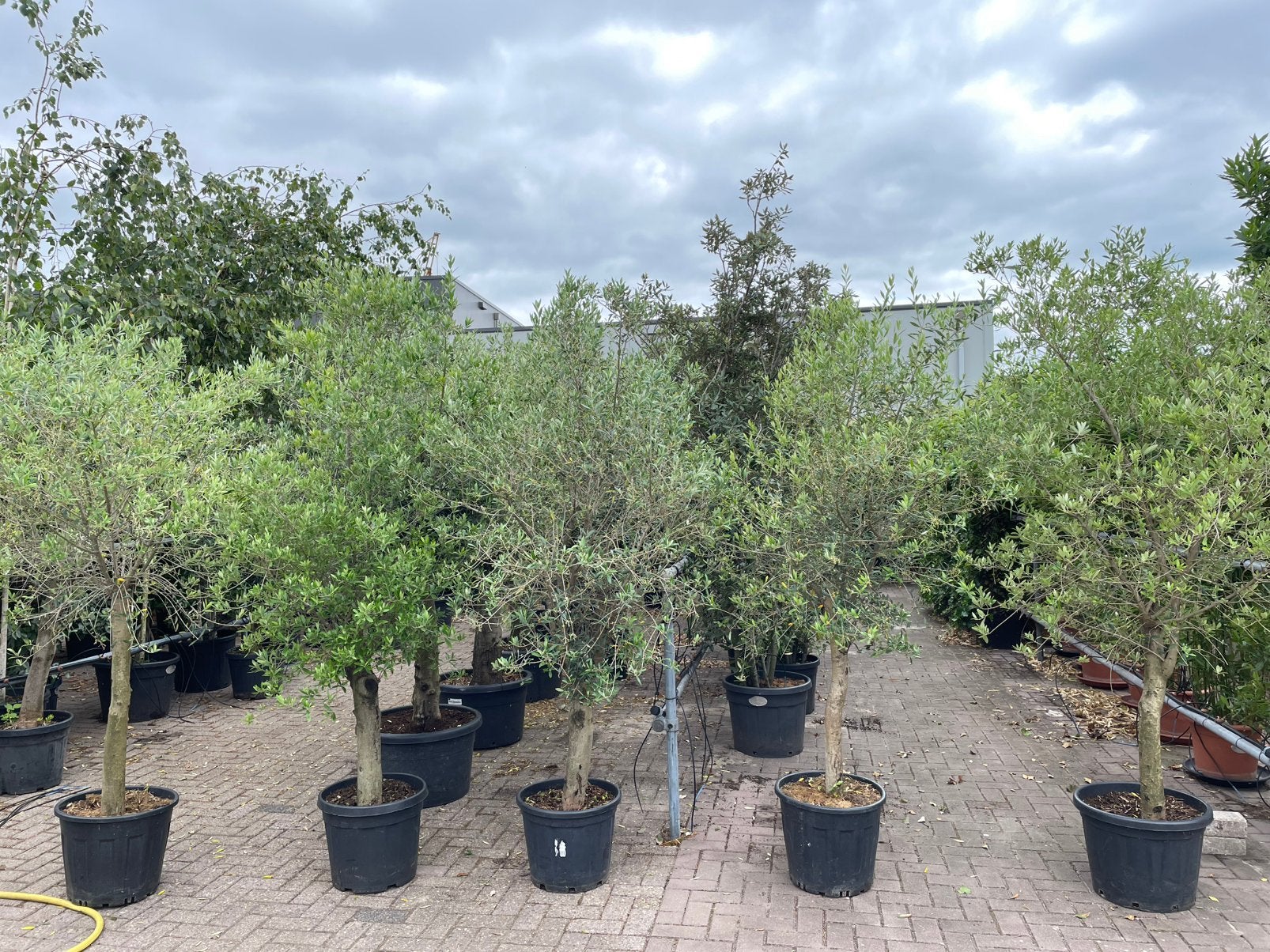 Olijfbomen opruim prijs, 100 tot 250 cm, Olijfboom, Zomer, Ophalen